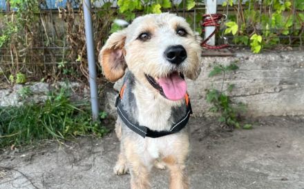 Cleverer und liebenswerter Familienhund Conrad sucht Zuhause