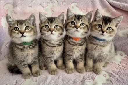 reinrassige BKH Tabby Kitten zuckersüß