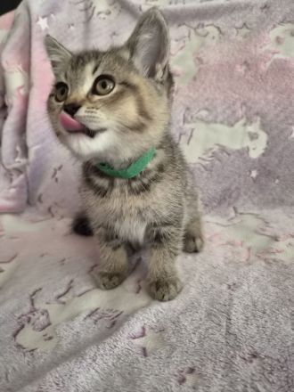 Zuckersüße reinrassige BKH Tabby Kitten