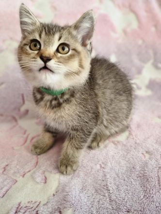 reinrassige BKH Tabby Kitten zuckersüß