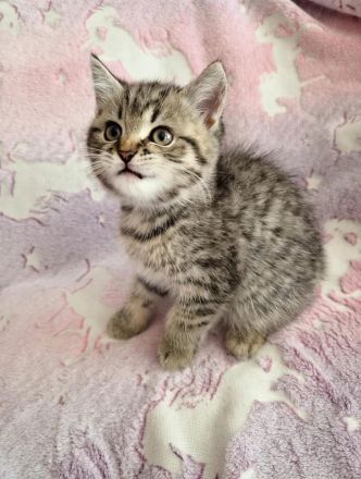 reinrassige BKH Tabby Kitten zuckersüß