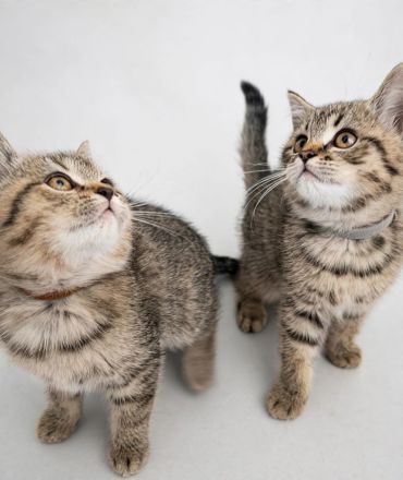 reinrassige BKH Tabby Kitten zuckersüß