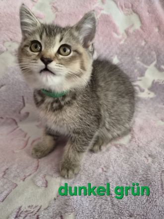 Zuckersüße reinrassige BKH Tabby Kitten