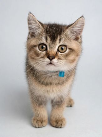 reinrassige BKH Tabby Kitten zuckersüß