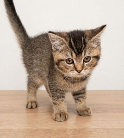 reinrassige BKH Tabby Kitten zuckersüß