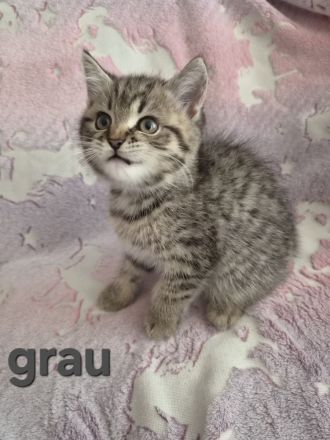 Zuckersüße reinrassige BKH Tabby Kitten