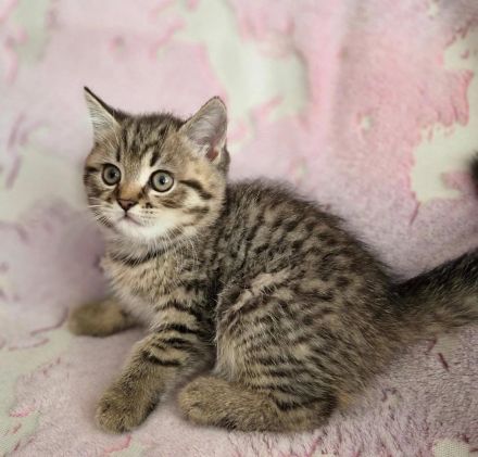 reinrassige BKH Tabby Kitten zuckersüß