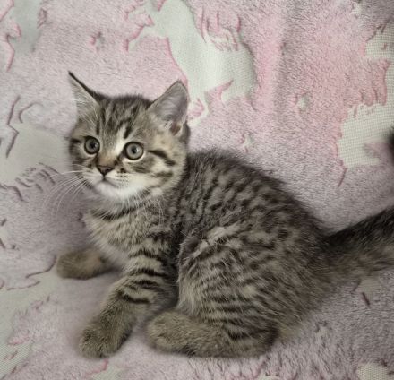 Zuckersüße reinrassige BKH Tabby Kitten