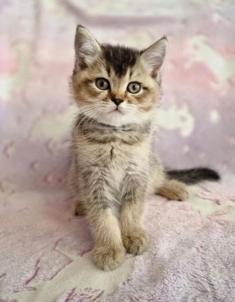 reinrassige BKH Tabby Kitten zuckersüß