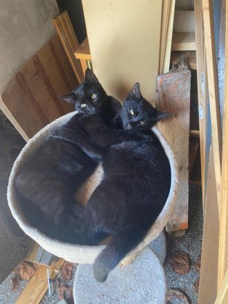 🐾❤️ Die Katzen Zorro und Schockie suchen ab sofort dringend ein neues Zuhause. ❤️🐾