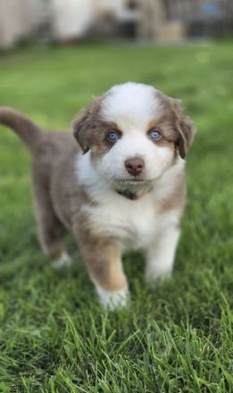 australian shepherd Welpen