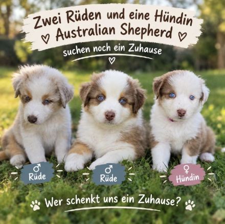 australian shepherd Welpen
