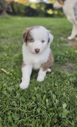 australian shepherd Welpen