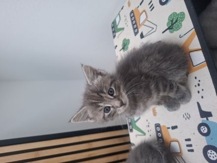 Maine coon Mix kitten