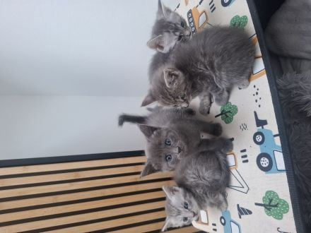 Maine coon Mix kitten