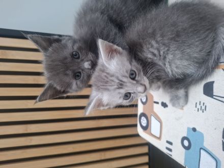 Maine coon Mix kitten