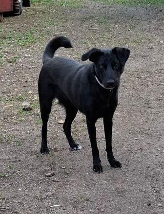 Mira - Junge Labrador-Mix-Hündin sucht einfühlsame Menschen zum Durchstarten