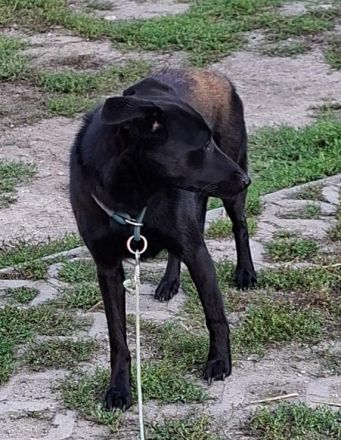 Mira - Junge Labrador-Mix-Hündin sucht einfühlsame Menschen zum Durchstarten