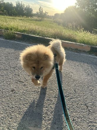 Chow-Chow-Hündin