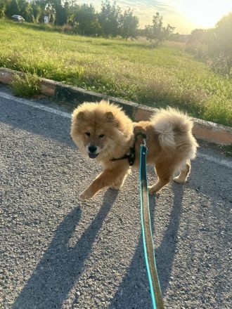 Chow-Chow-Hündin