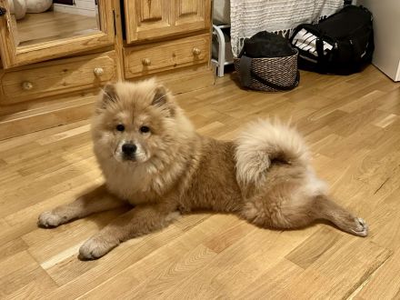 Chow-Chow-Hündin