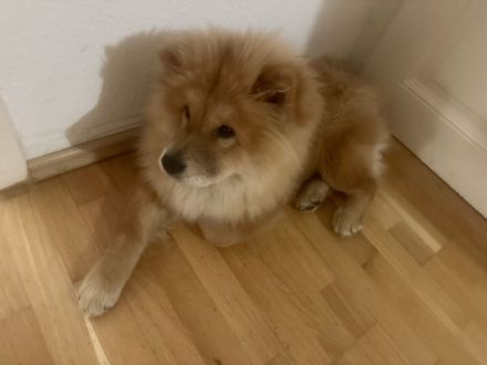 Chow-Chow-Hündin