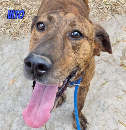 Vito, 10/24 - freundlicher Eyecatcher sucht Familie