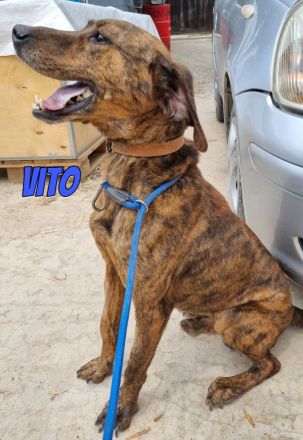 Vito, 10/24 - freundlicher Eyecatcher sucht Familie