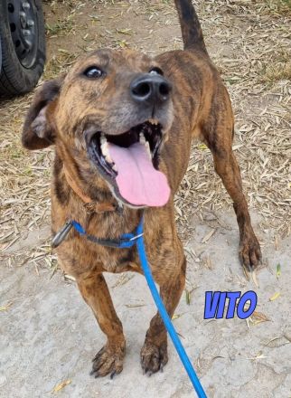 Vito, 10/24 - freundlicher Eyecatcher sucht Familie