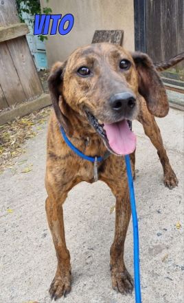 Vito, 10/24 - freundlicher Eyecatcher sucht Familie