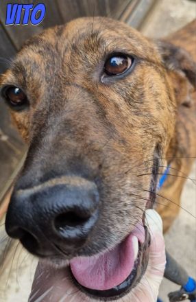 Vito, 10/24 - freundlicher Eyecatcher sucht Familie