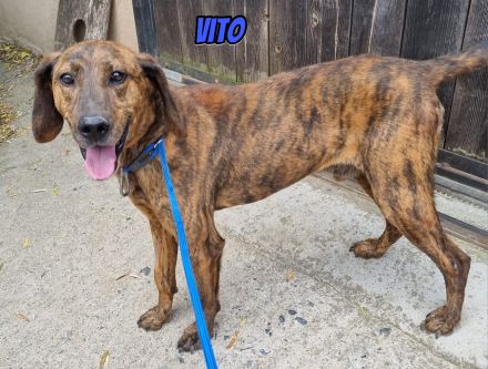 Vito, 10/24 - freundlicher Eyecatcher sucht Familie