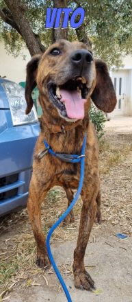 Vito, 10/24 - freundlicher Eyecatcher sucht Familie