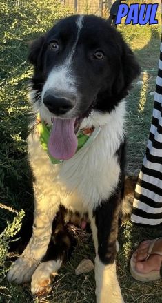 Paul, 10/25 - Sonnenschein sucht Familie