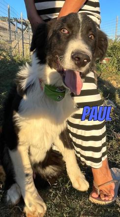 Paul, 10/25 - Sonnenschein sucht Familie