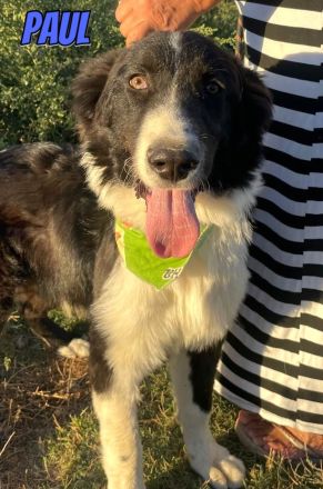 Paul, 10/25 - Sonnenschein sucht Familie