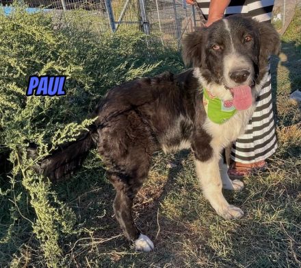 Paul, 10/25 - Sonnenschein sucht Familie