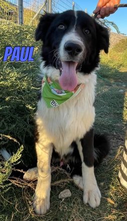 Paul, 10/25 - Sonnenschein sucht Familie
