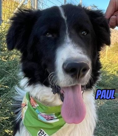 Paul, 10/25 - Sonnenschein sucht Familie