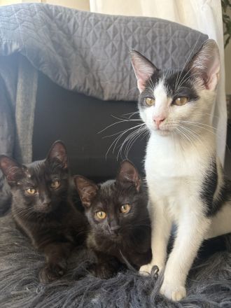 Katzenbabys suchen ein liebevolles Zuhause!