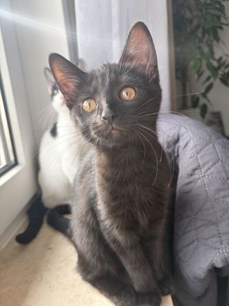 Katzenbabys suchen ein liebevolles Zuhause!