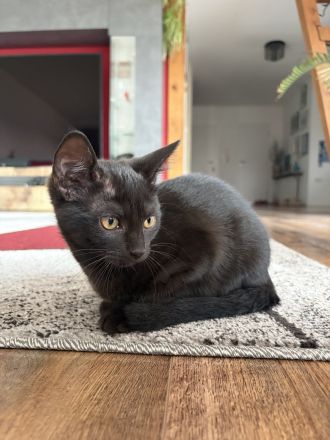 Katzenbabys suchen ein liebevolles Zuhause!