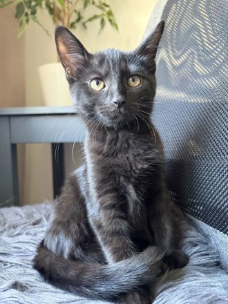 Katzenbabys suchen ein liebevolles Zuhause!