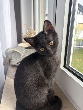 Katzenbabys suchen ein liebevolles Zuhause!