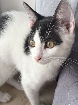Katzenbabys suchen ein liebevolles Zuhause!