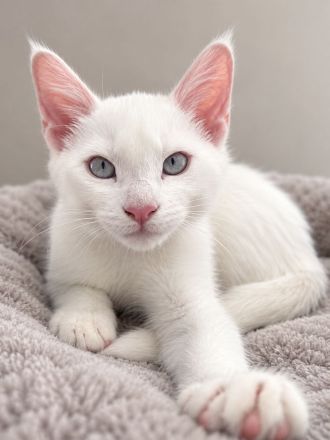 Siam Maine Coon Kitten