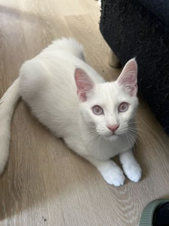 Siam Maine Coon Kitten