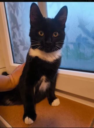 Kitten suchen ein liebevolles Zuhause