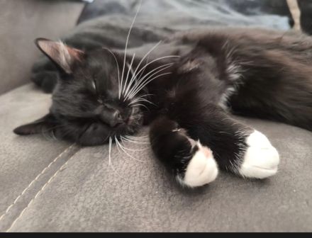 Kitten suchen ein liebevolles Zuhause