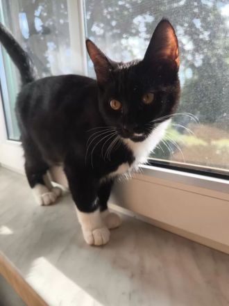 Kitten suchen ein liebevolles Zuhause
